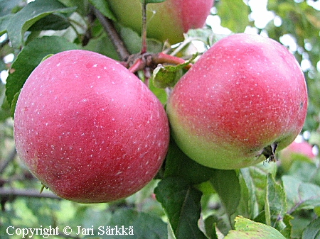 Malus domestica 'Railamo', tarhaomenapuu